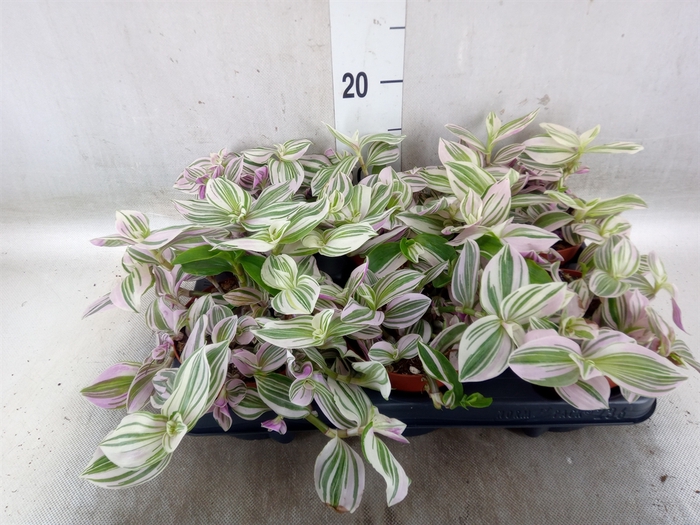 <h4>Tradescantia   ...</h4>