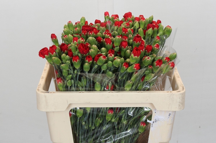<h4>Dianthus Tr Beloved</h4>