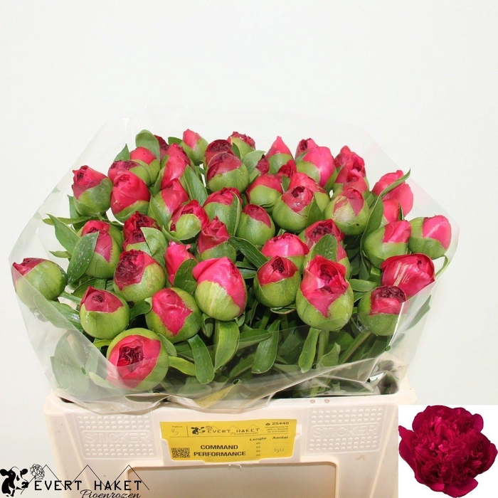 <h4>PAEO COM PERFORMANCE</h4>