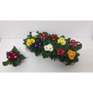 PRIM ACAULIS MIX