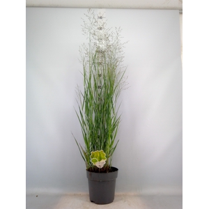 Panicum virgatum 'Heavy Metal'