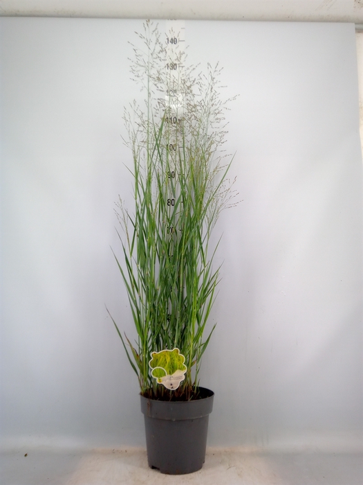 <h4>Panicum virgatum 'Heavy Metal'</h4>