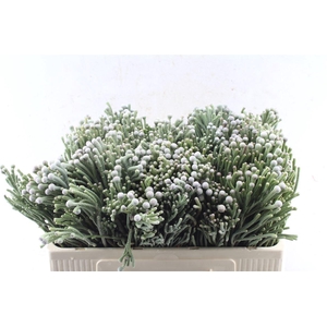 Kaaps Silver Brunia