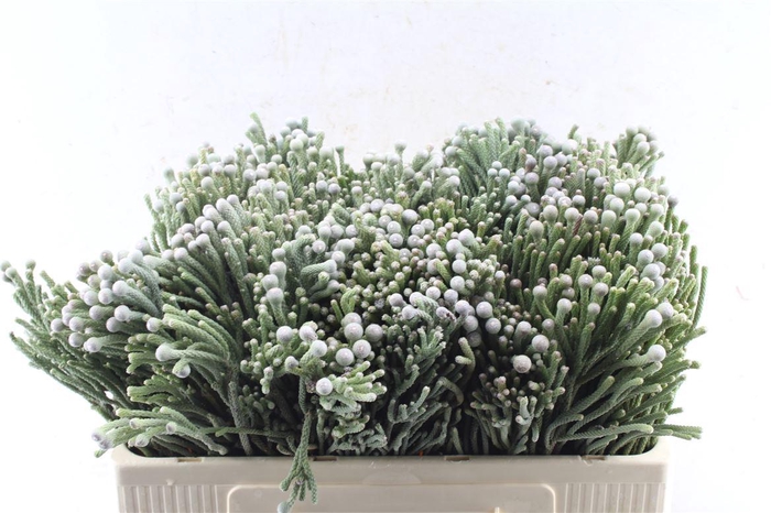 <h4>Kaaps Silver Brunia</h4>