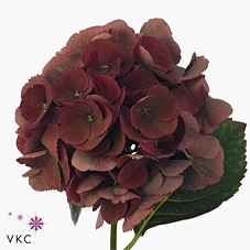 <h4>Hydrangea mag ruby red classic</h4>