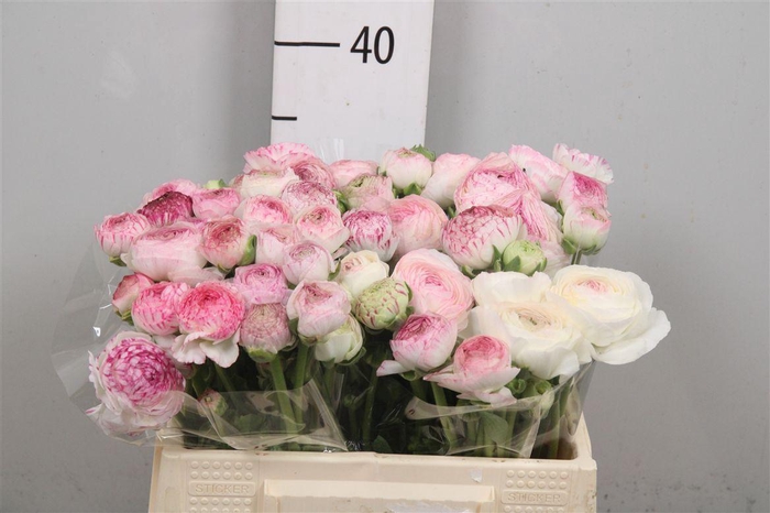 Ran Aazur Pink Stripe