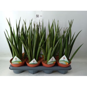 Sansevieria   ...