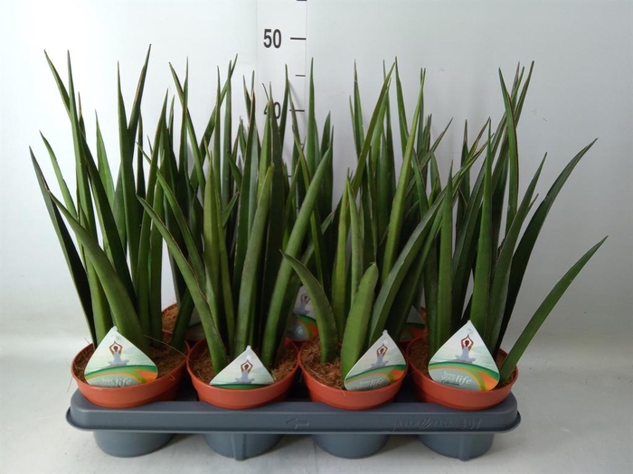 <h4>Sansevieria   ...</h4>