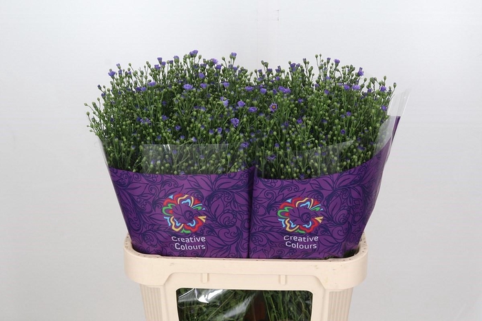 <h4>Aster Casamare</h4>