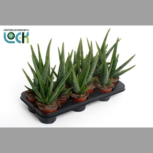 ALOE VERA