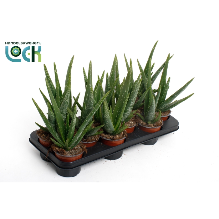 <h4>ALOE VERA</h4>