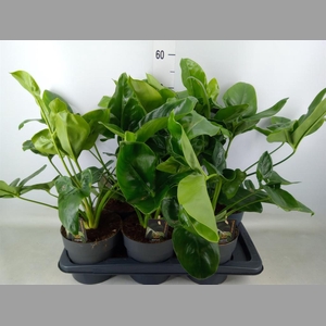 Philodendron  'Fun Bun'