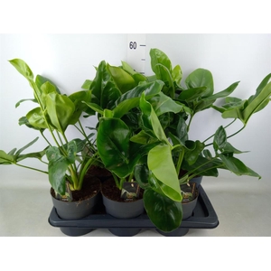 Philodendron  'Fun Bun'