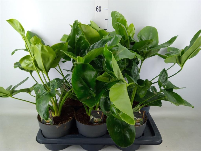 <h4>Philodendron  'Fun Bun'</h4>