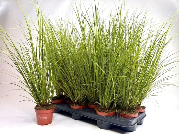 <h4>CARE BRUNNEA</h4>