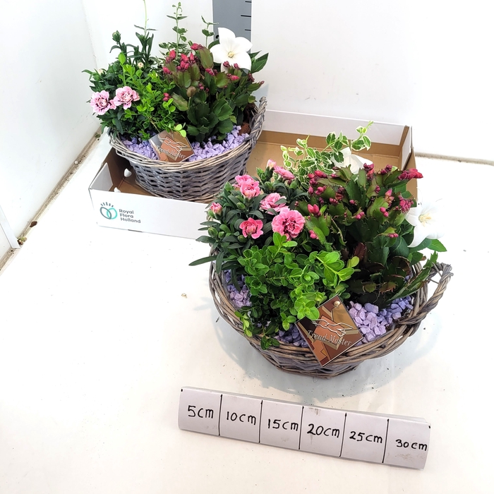 <h4>ARR TUINPLANTEN</h4>
