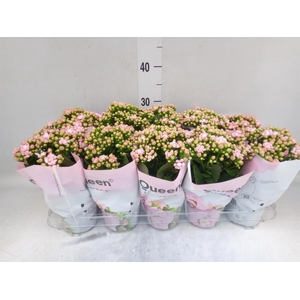 Kalanchoe  'MoreFlow Lillian'