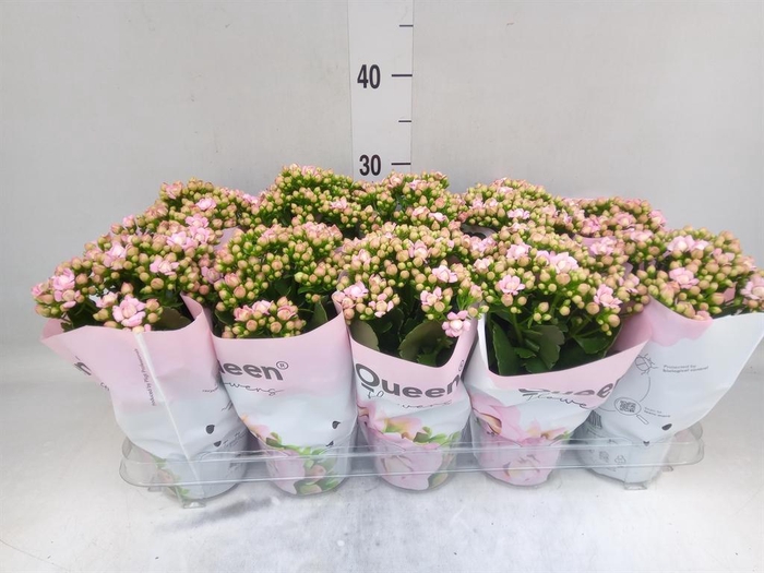 <h4>Kalanchoe  'MoreFlow Lillian'</h4>