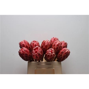 Protea Venus No Leaves