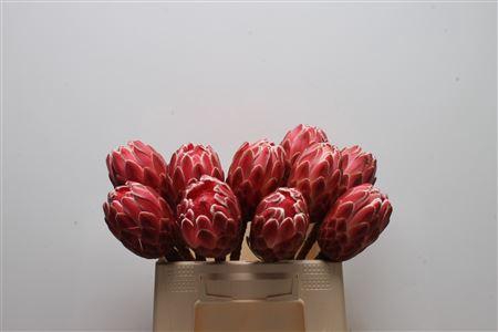 <h4>Protea Venus No Leaves</h4>