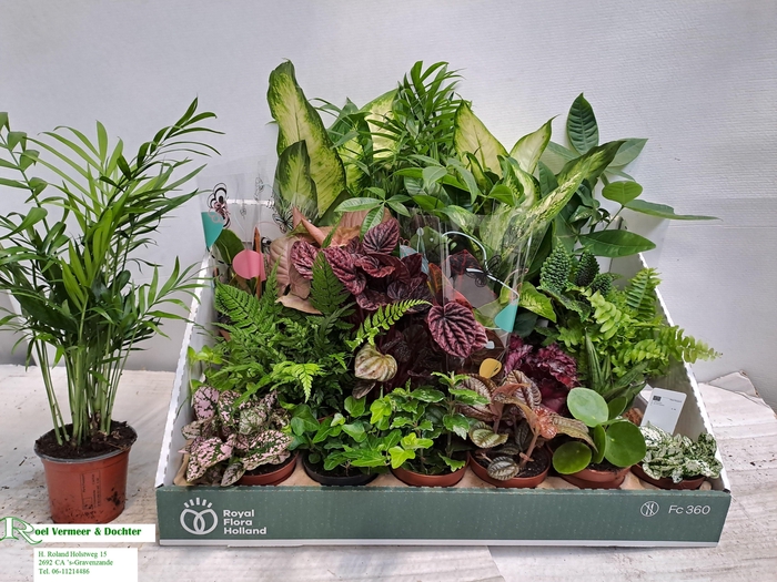 <h4>KAMERPL GEM OV</h4>