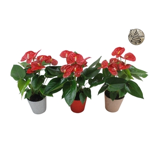 Anthurium XL.9 Jambo Red 12cm in glitterpot