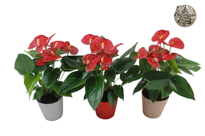 <h4>Anthurium XL.9 Jambo Red 12cm in glitterpot</h4>