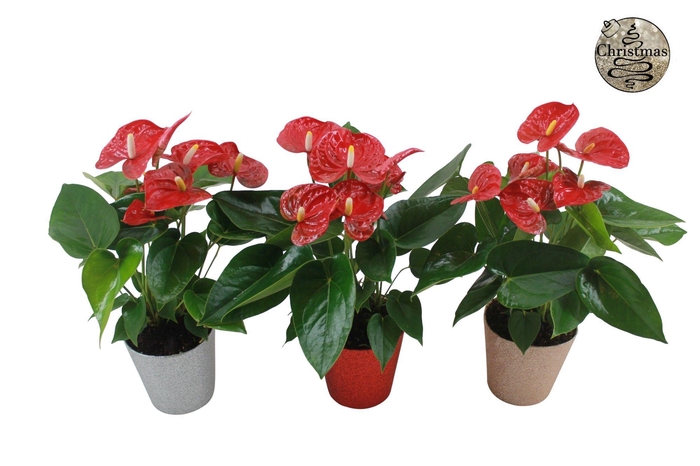 <h4>Anthurium XL.9 Jambo Red 12cm in glitterpot</h4>