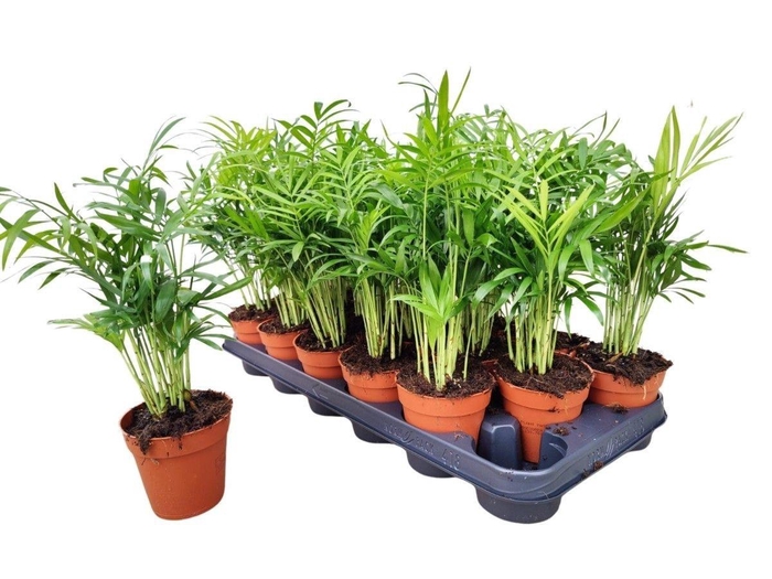 <h4>CHAMAED ELEGANS</h4>