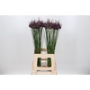 Allium Art