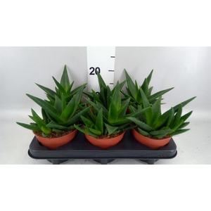 Haworthia pumila 'West Jogoo'