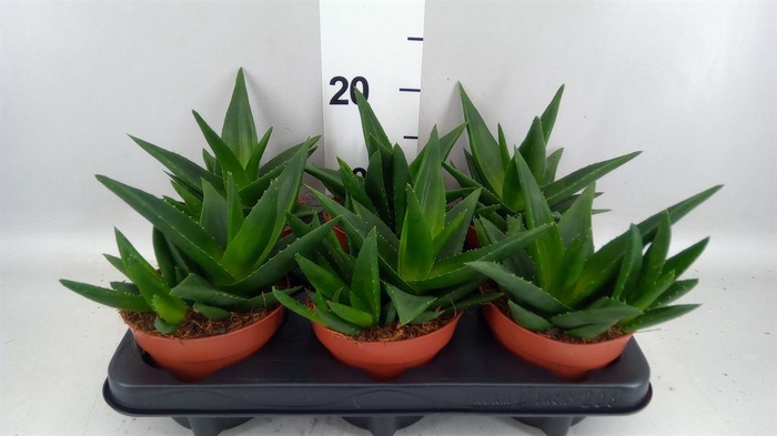 <h4>Haworthia pumila 'West Jogoo'</h4>