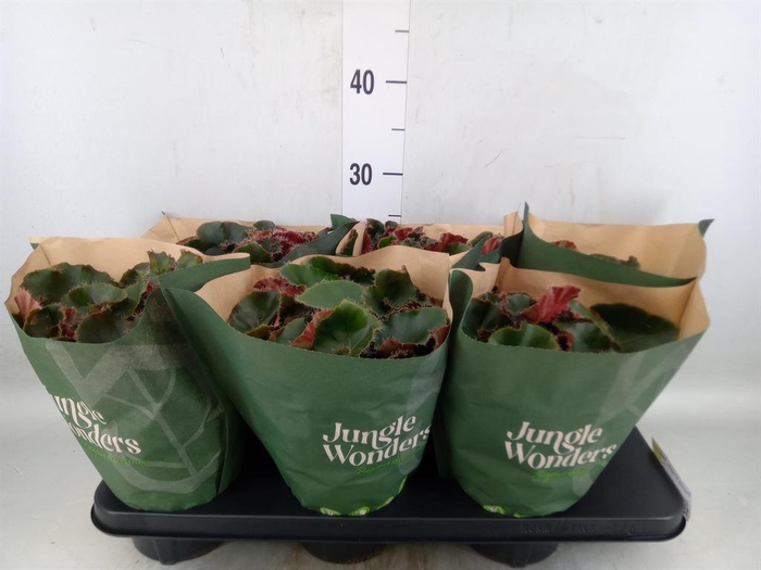 <h4>Begonia BD erythr. 'Black Jungle'</h4>