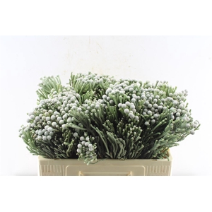 Kaaps Silver Brunia