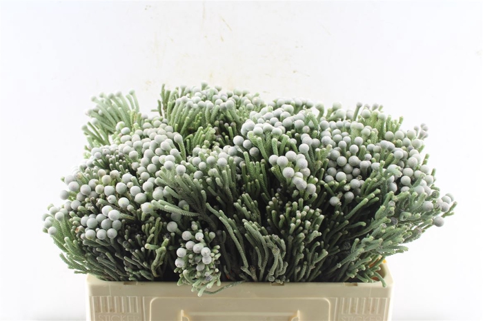 <h4>Kaaps Silver Brunia</h4>