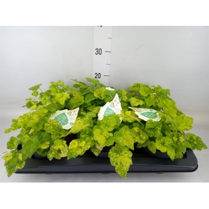 Tolmiea menziesii   ...variegated