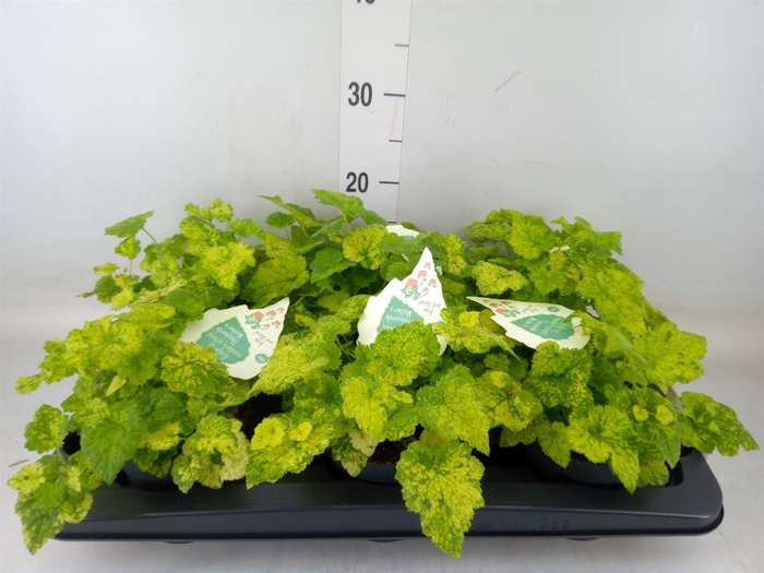 <h4>Tolmiea menziesii ...variegated</h4>