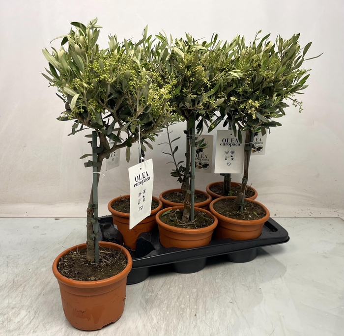 <h4>OLEA EUROPAEA</h4>