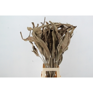 DF Strelizia Leafs Natural