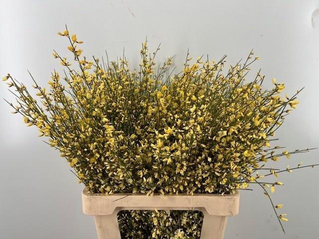 <h4>GEN OV GEEL BS</h4>