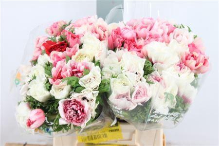 <h4>Anemoon Carillon Pink White Double</h4>