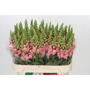 Antirrhinum Antibes Pink