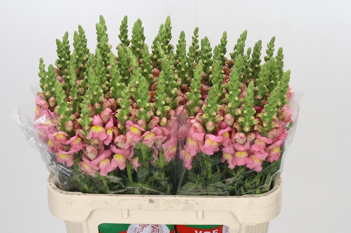 Antirrhinum Antibes Pink