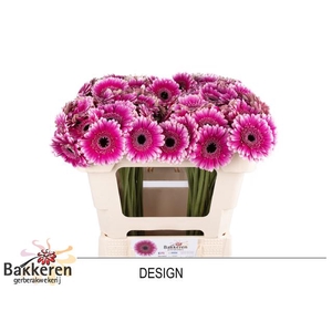 Ge Mi Design