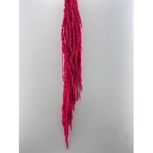 Pres Amaranthus Caud Cerise Bunch