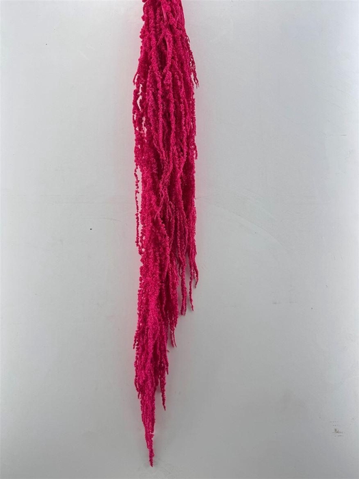 <h4>Pres Amaranthus Caud Cerise Bunch</h4>