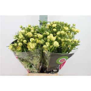 Ran N Moderna Limoncello