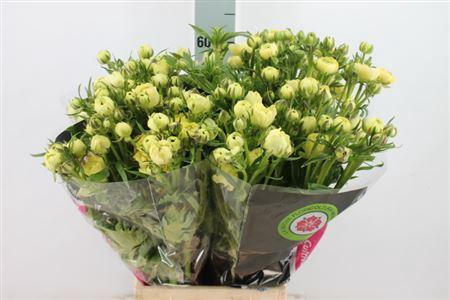 <h4>Ran N Moderna Limoncello</h4>