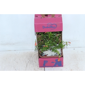 BONSAI JUNIOR VASO PLASTICO 1.1L