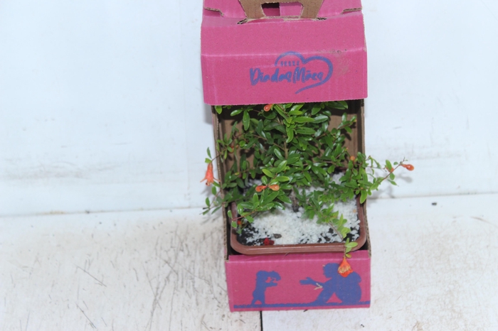 <h4>BONSAI JUNIOR VASO PLASTICO 1.1L</h4>